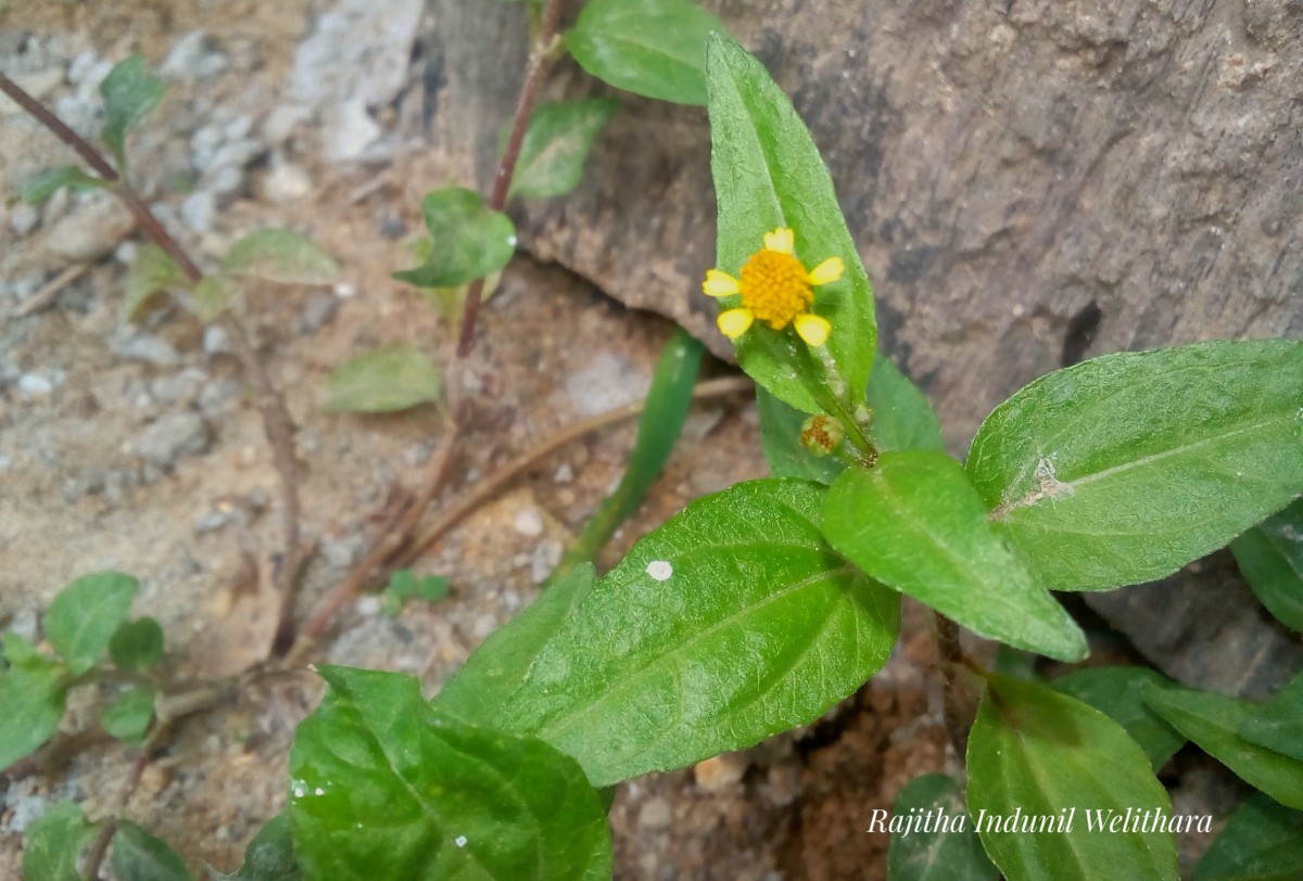 Acmella uliginosa (Sw.) Cass.